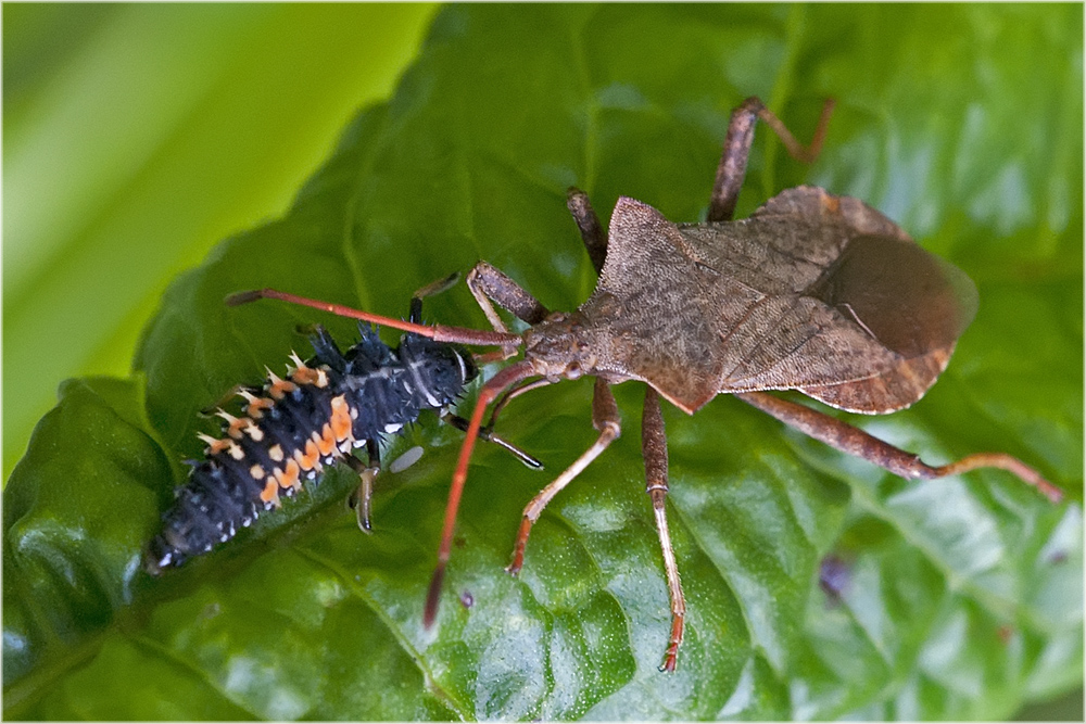 Rencontre improbable