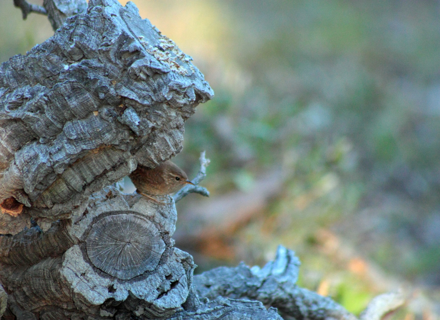 rencontre inatendu dans la foret