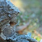 rencontre inatendu dans la foret