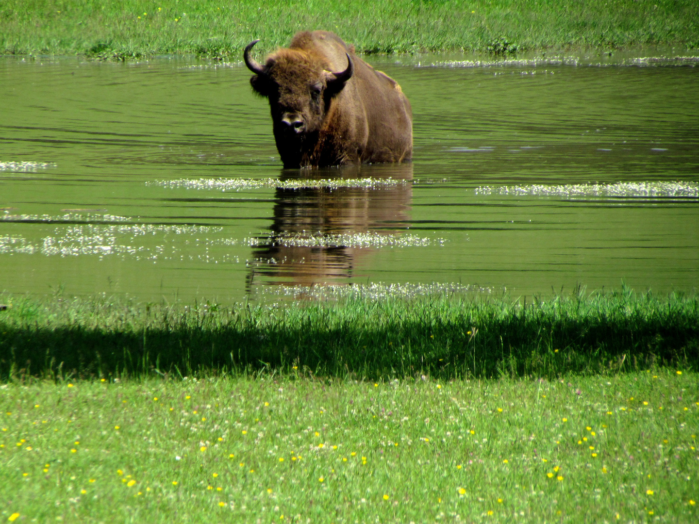 Rencontre inattendue... à l'arrière Pays Grassois (06)