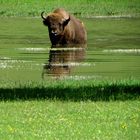 Rencontre inattendue... à l'arrière Pays Grassois (06)