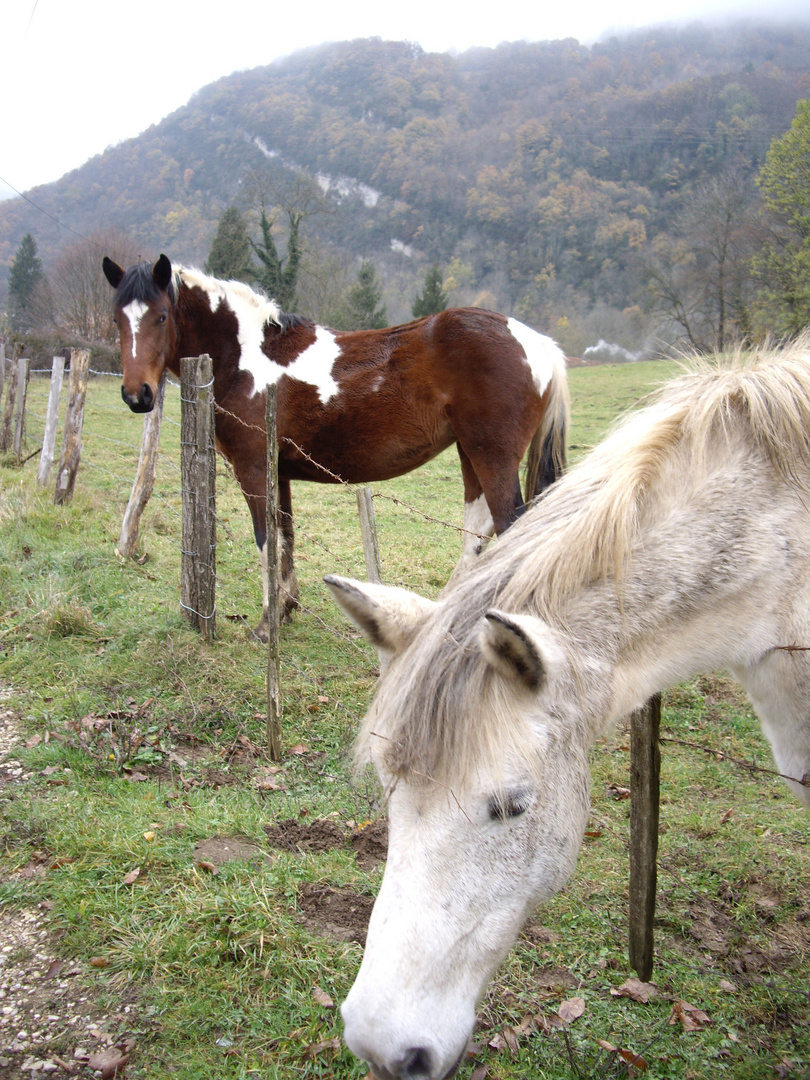 Rencontre lors d'une ballade dans l'ain