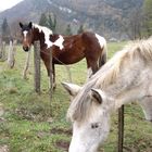 Rencontre lors d'une ballade dans l'ain