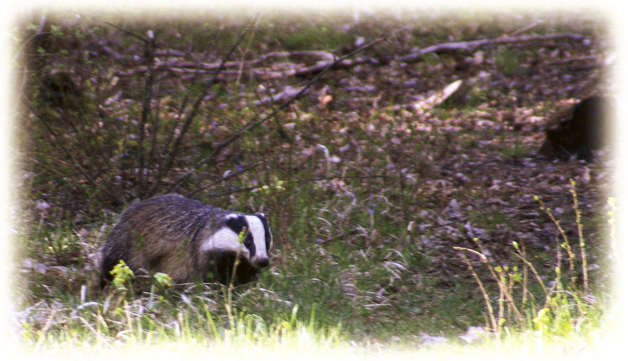 Rencontre matinale...