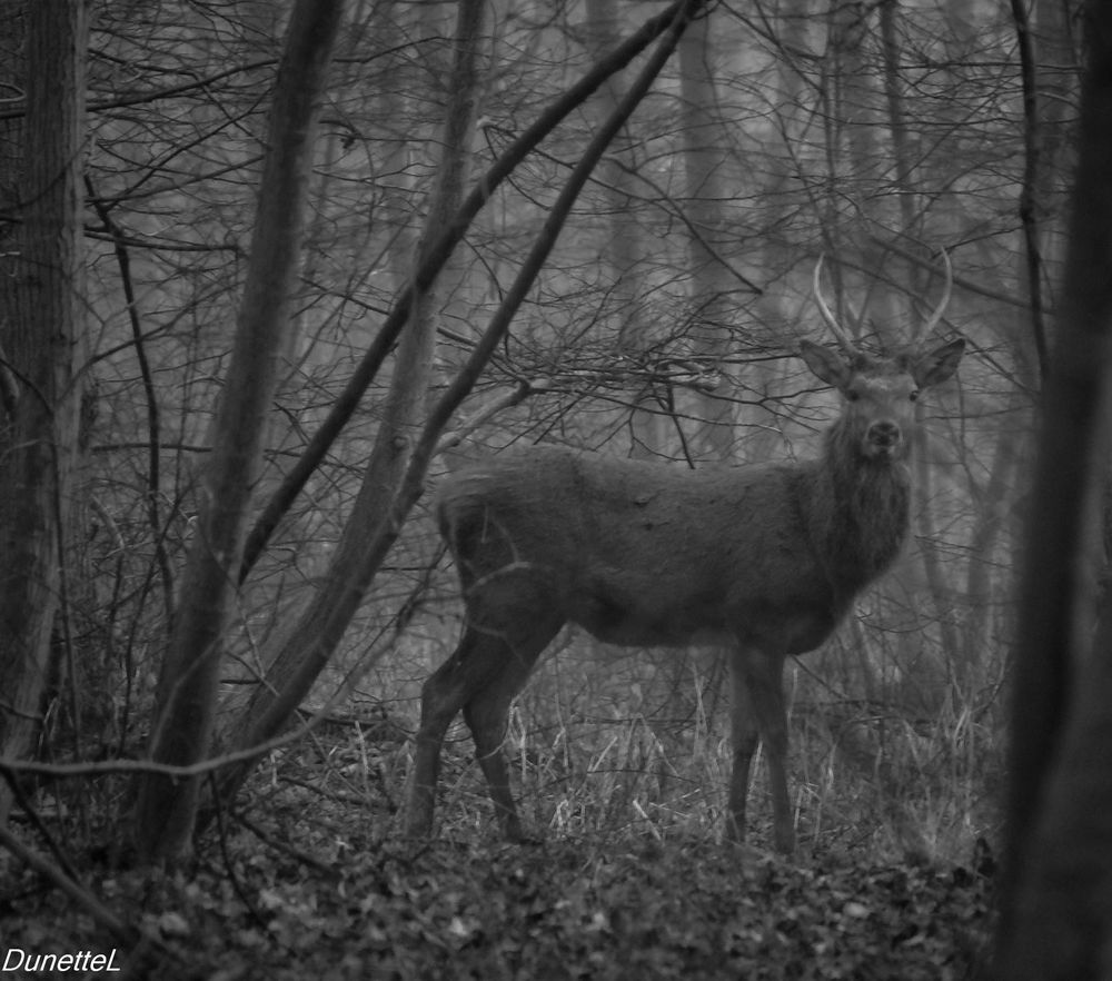 Rencontre matinale au printemps