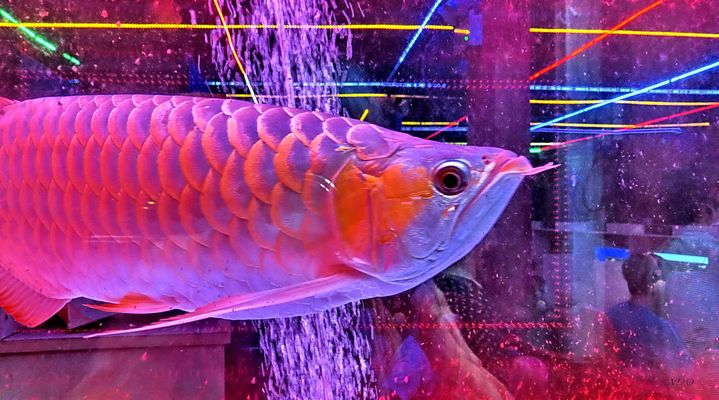   rencontre rapprochée