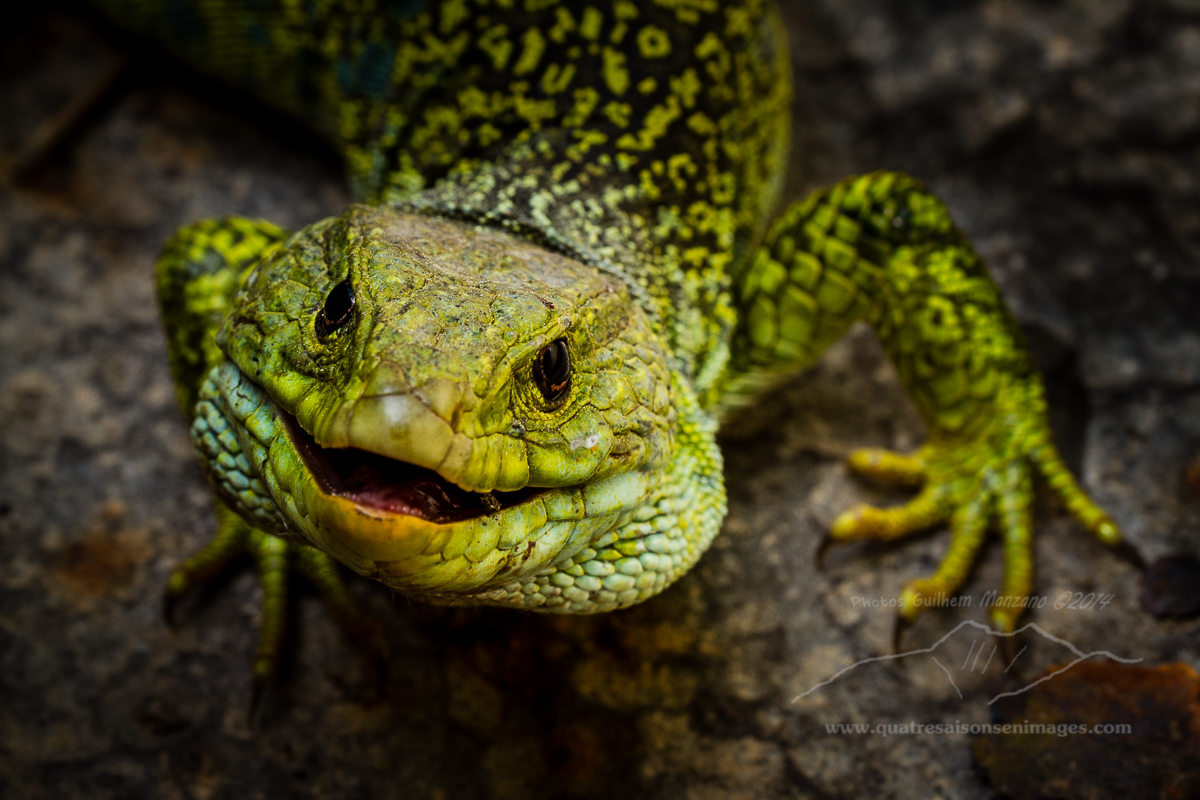 Rencontre reptilienne