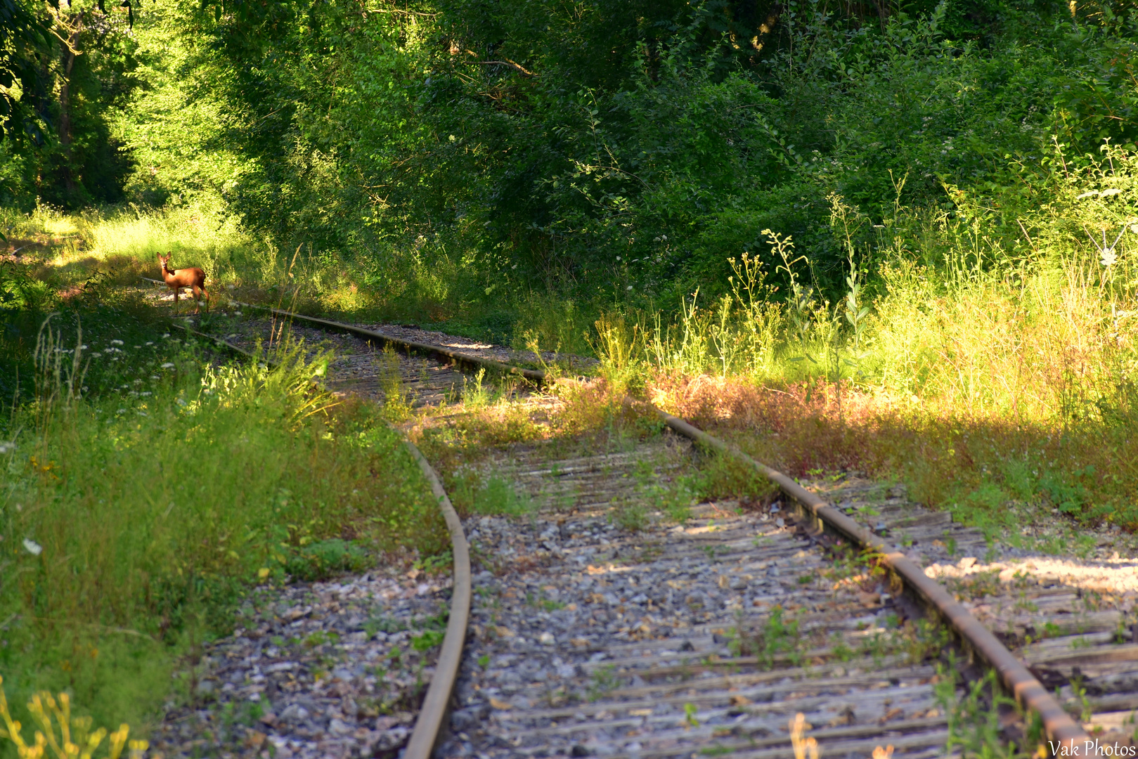 Rencontre sur le chemin de fer