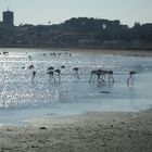 Rencontre sur l'étang de Thau, cet après midi ...