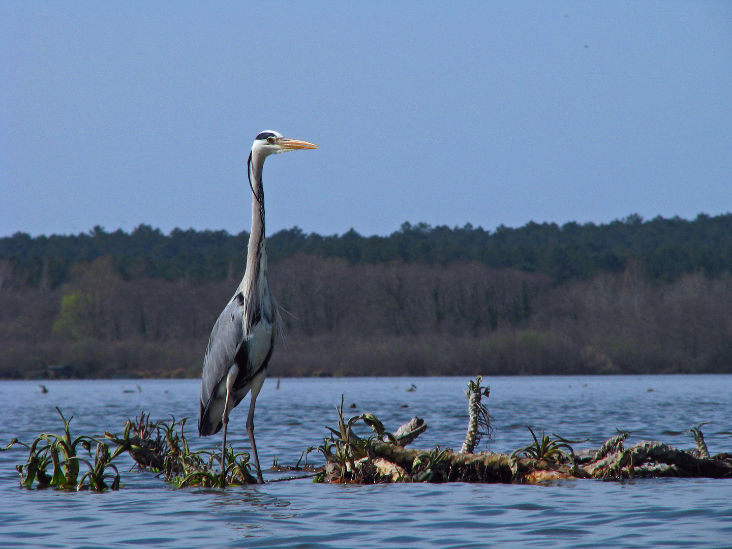 rencontre sur un lac landais