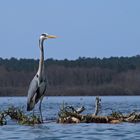 rencontre sur un lac landais