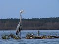 rencontre sur un lac landais de chc 