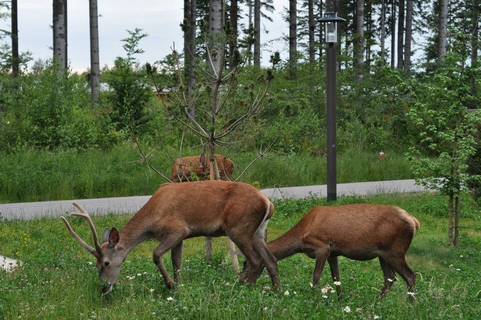 rencontre surprise à center parc