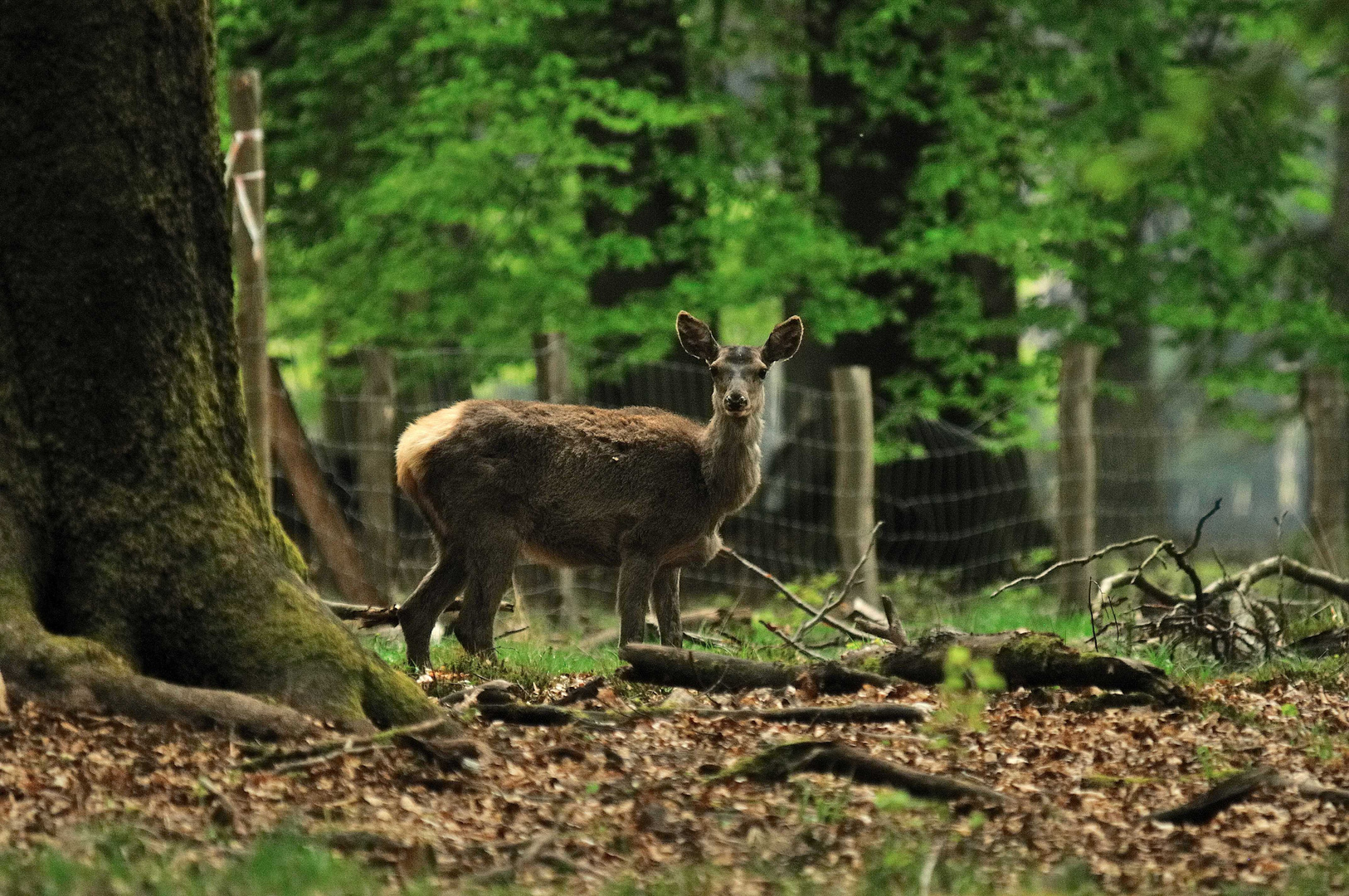 Rencontre sylvestre