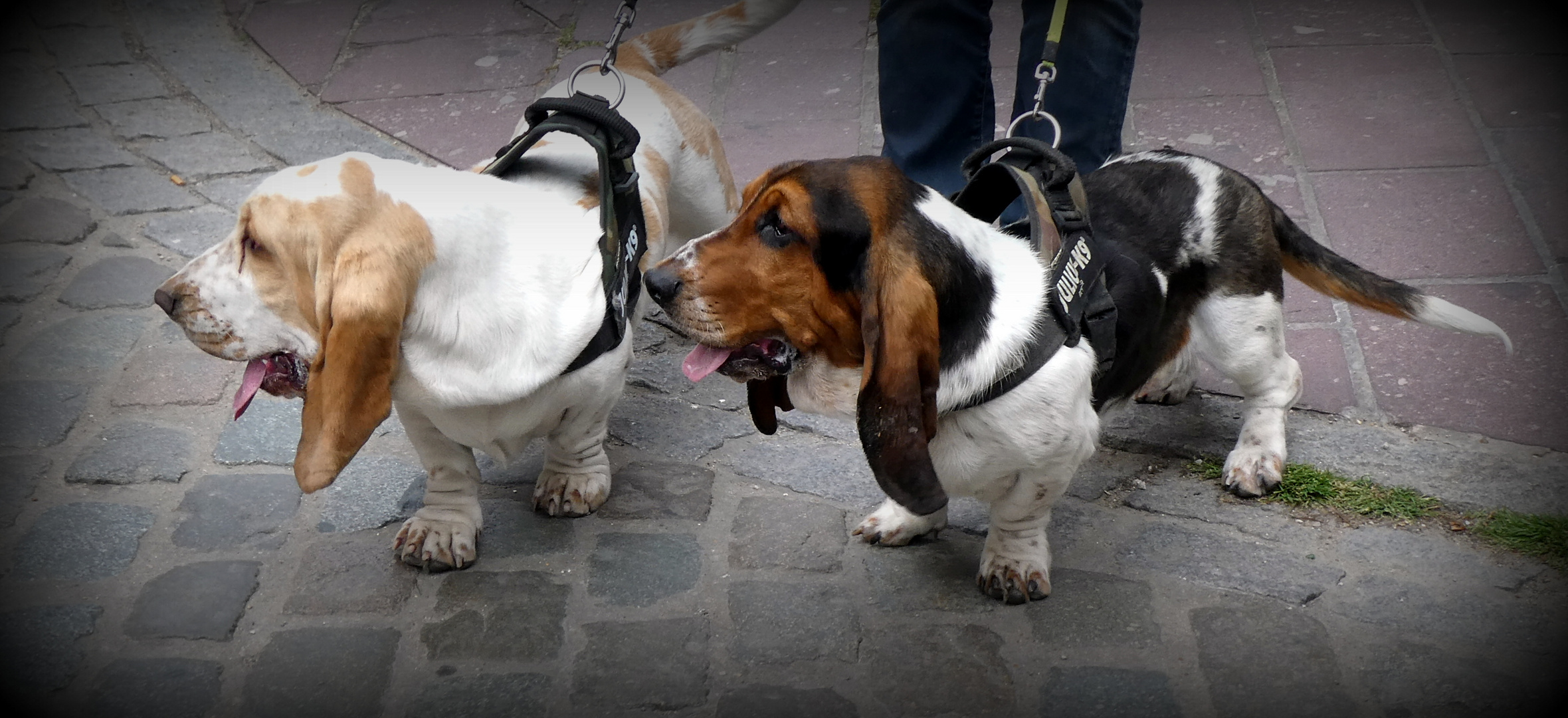 Rencontres canines