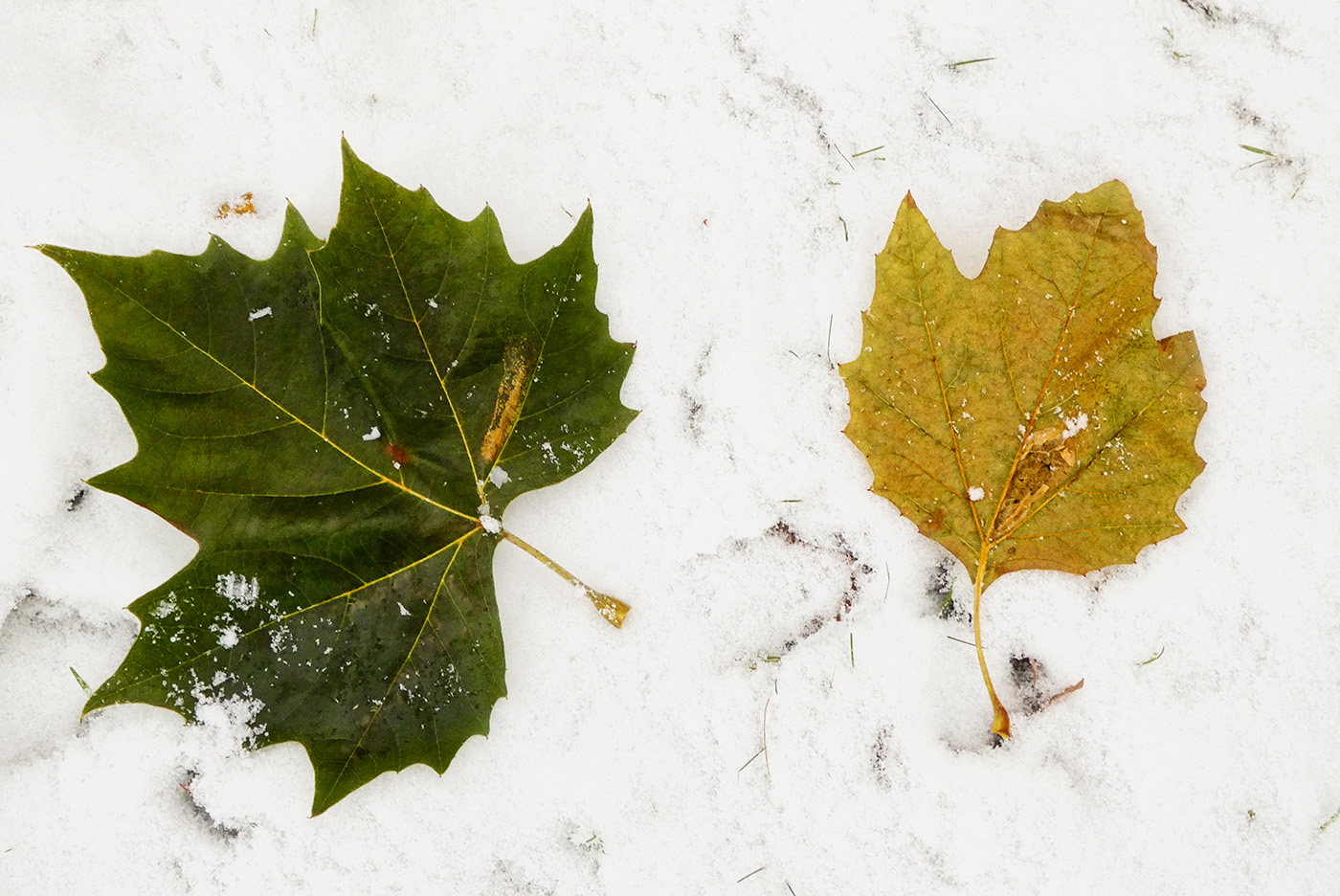 "Rendevous im Schnee" 