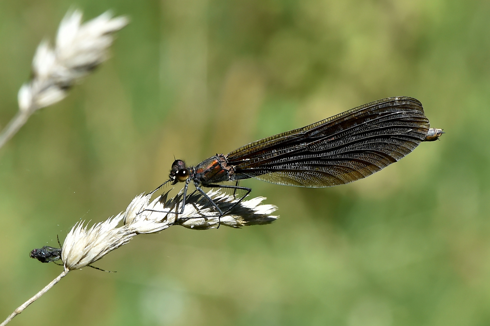 Rendevous mit einer Spinne