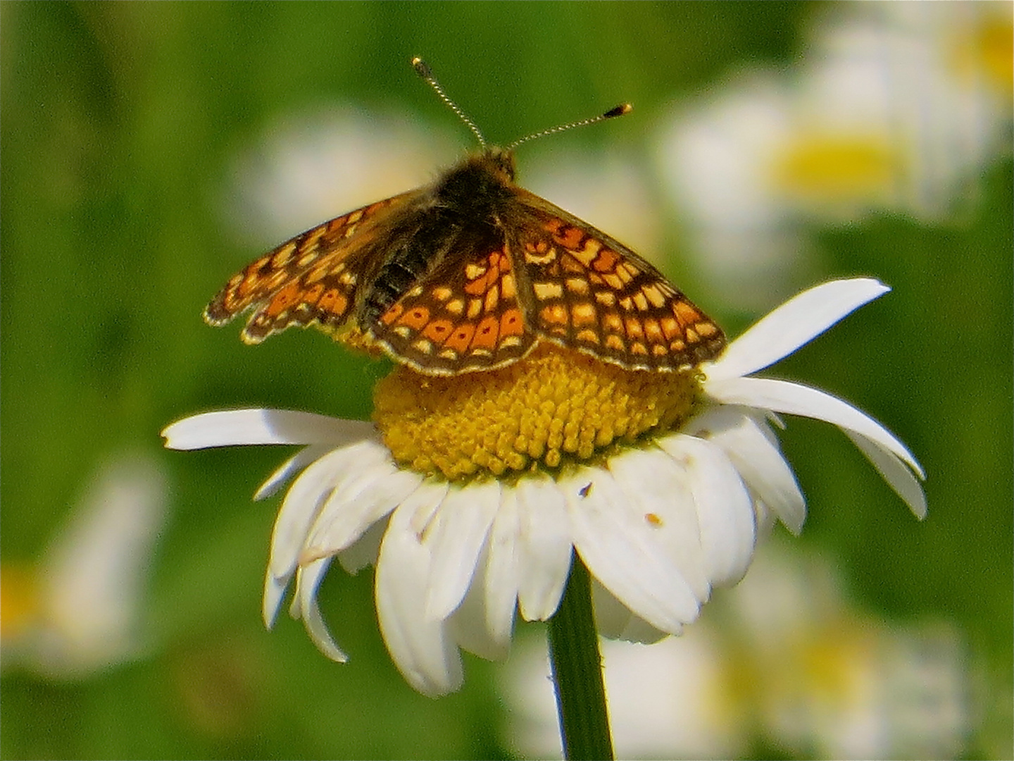 ... rendez-vous avec un papillon !!!...