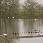 ...Rendez-vous des oiseaux !!!