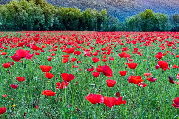 rendez-vous di papaveri