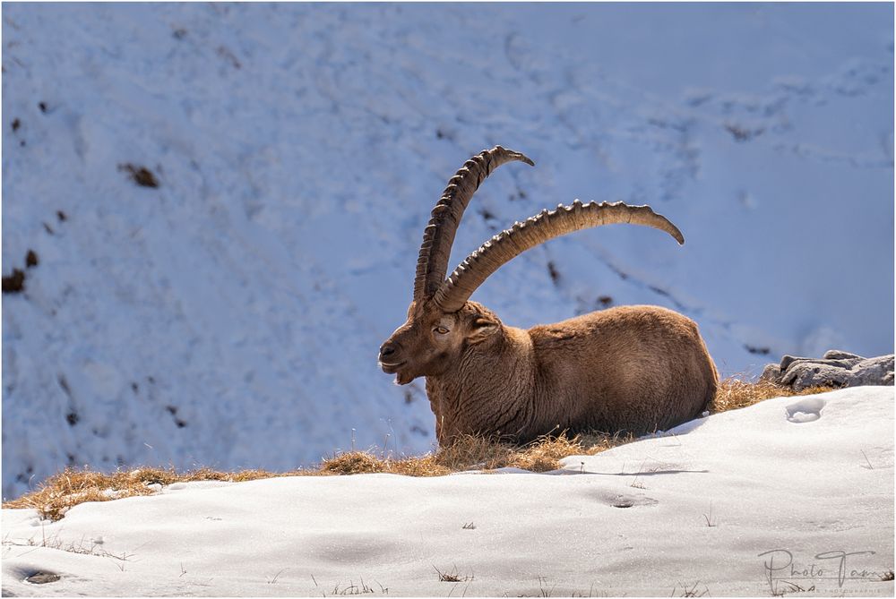 Rendez-vous mit dem König der Alpen