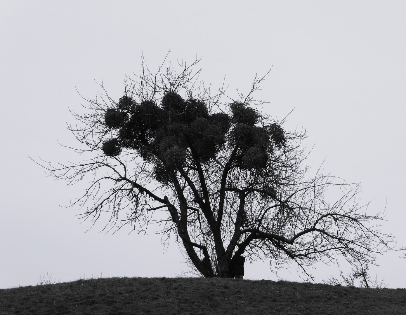 Rendezvous am Mistelbaum...