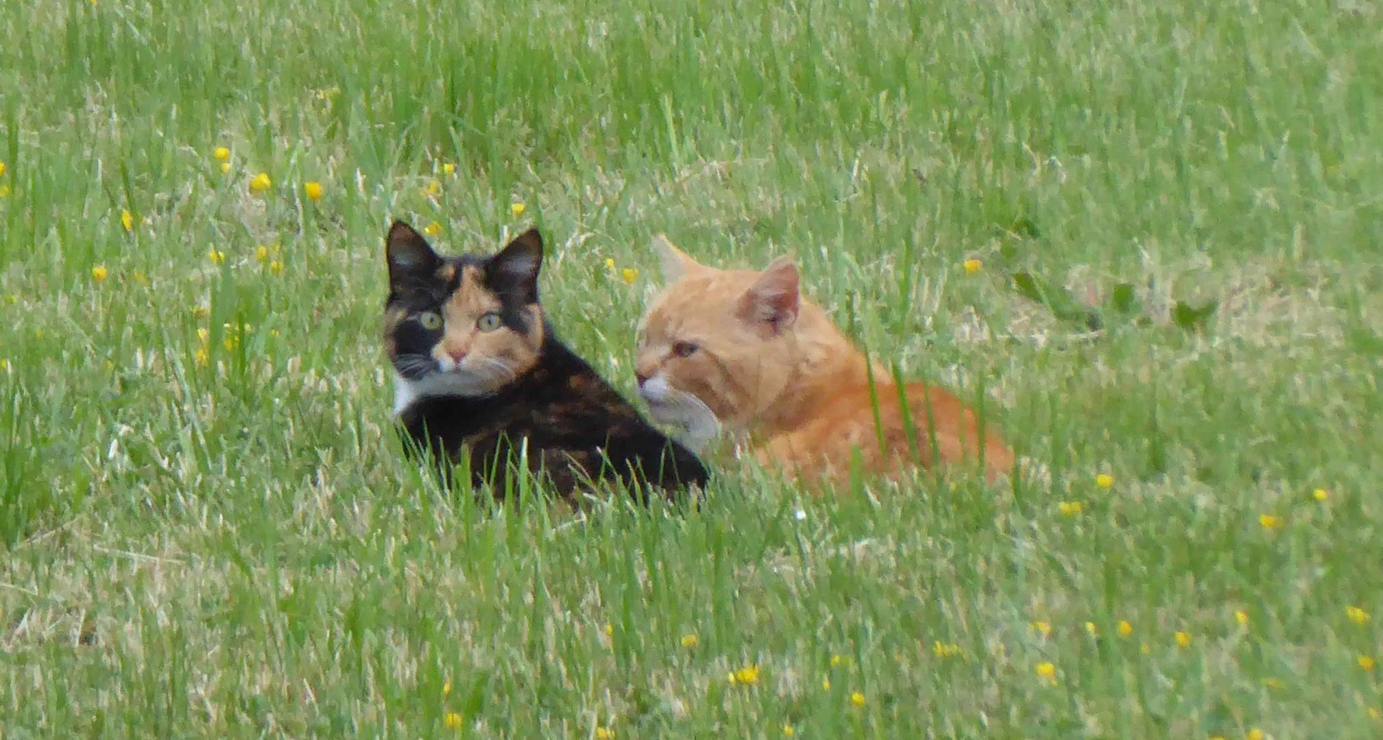 Rendezvous auf der Wiese