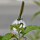 Rendezvous einer Blauflügel-Prachtlibelle mit einem Marienkäferchen...