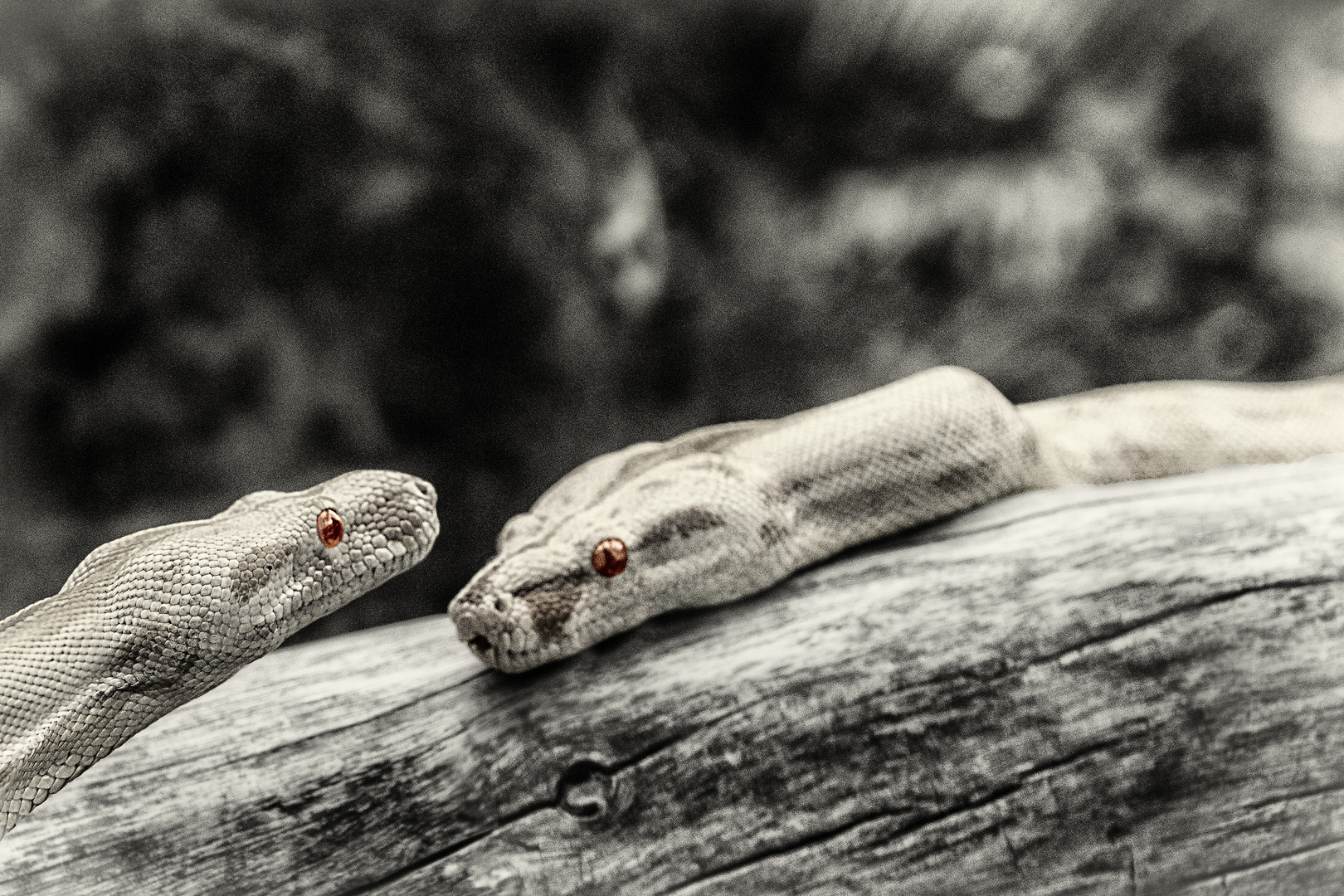 Rendezvous in Jungelpark