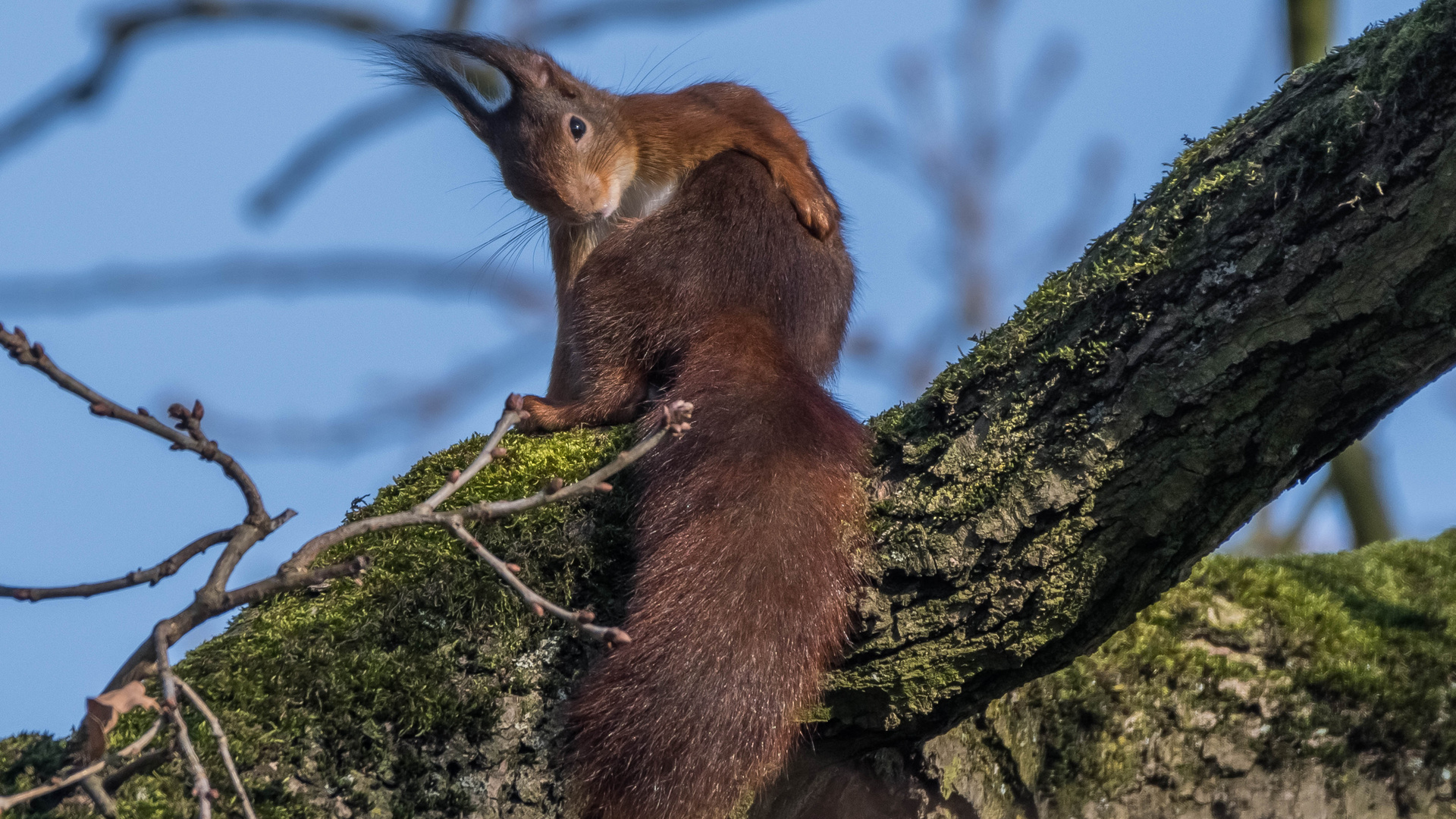 Rendezvous mit dem kleinen Akrobaten