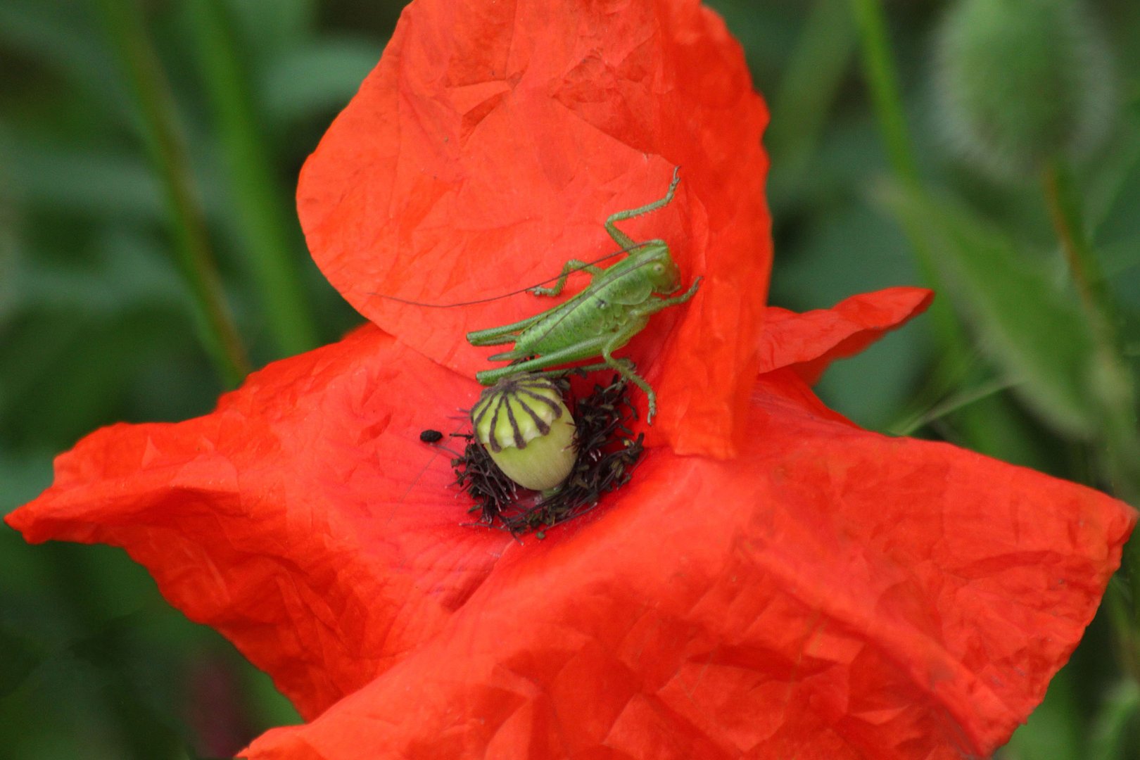 Rendezvous mit Mohn