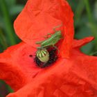 Rendezvous mit Mohn