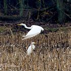 Rendezvous of the Silver Heron