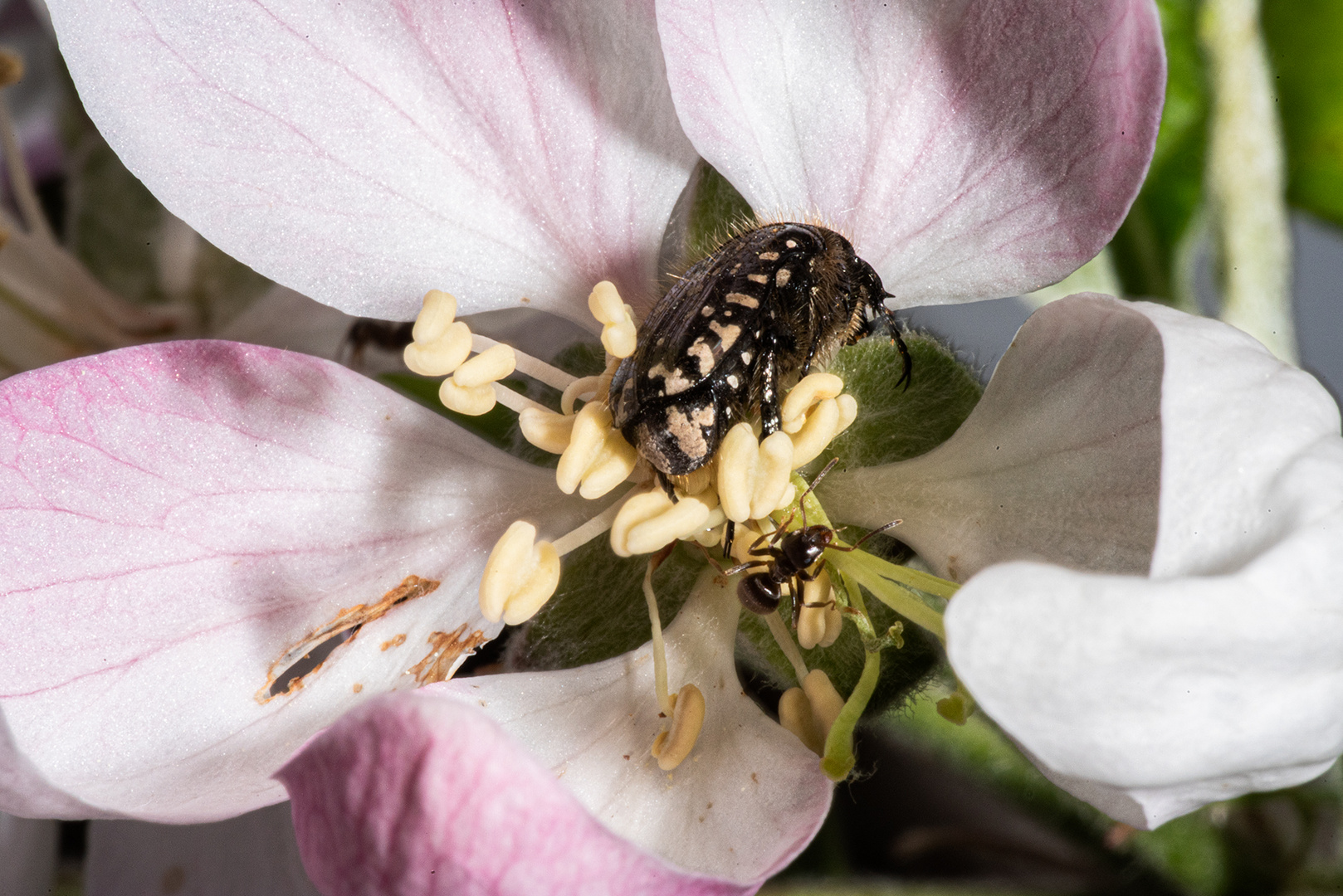 rendezvous on appletree