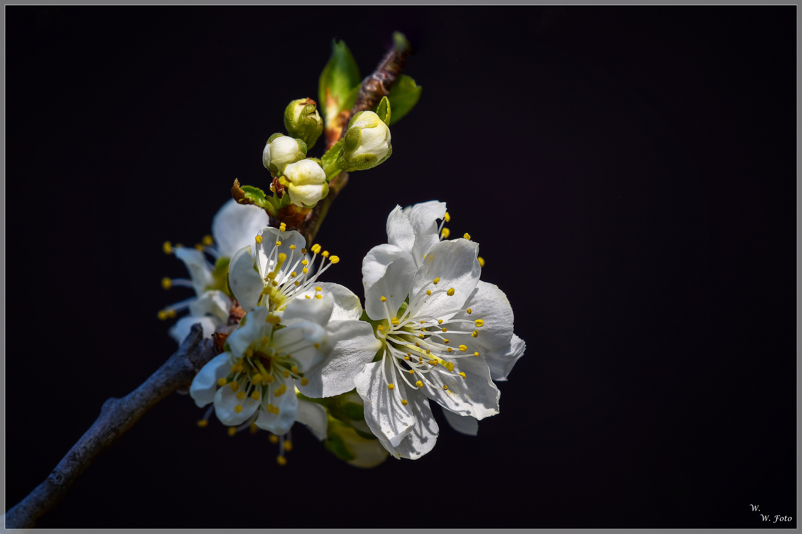 Reneklode Foto & Bild | april, natur, garten Bilder auf fotocommunity