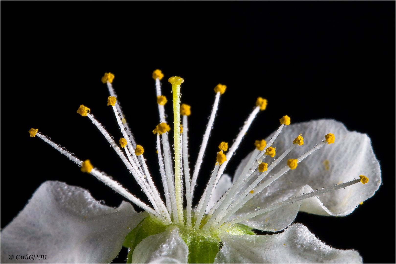 Renekloden Blüte….