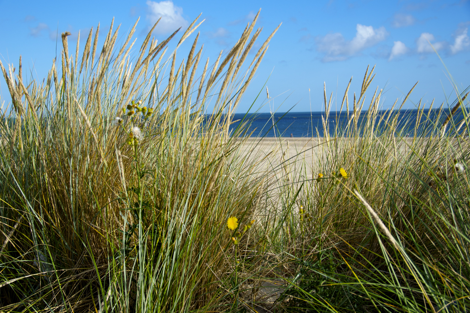 Renesse2