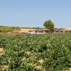 RENFE / València- Utiel - Cuenca..02