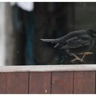 Renn-Amsel