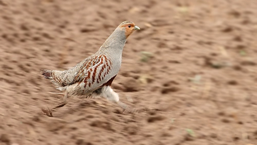 "Renn Huhn die Zweite"