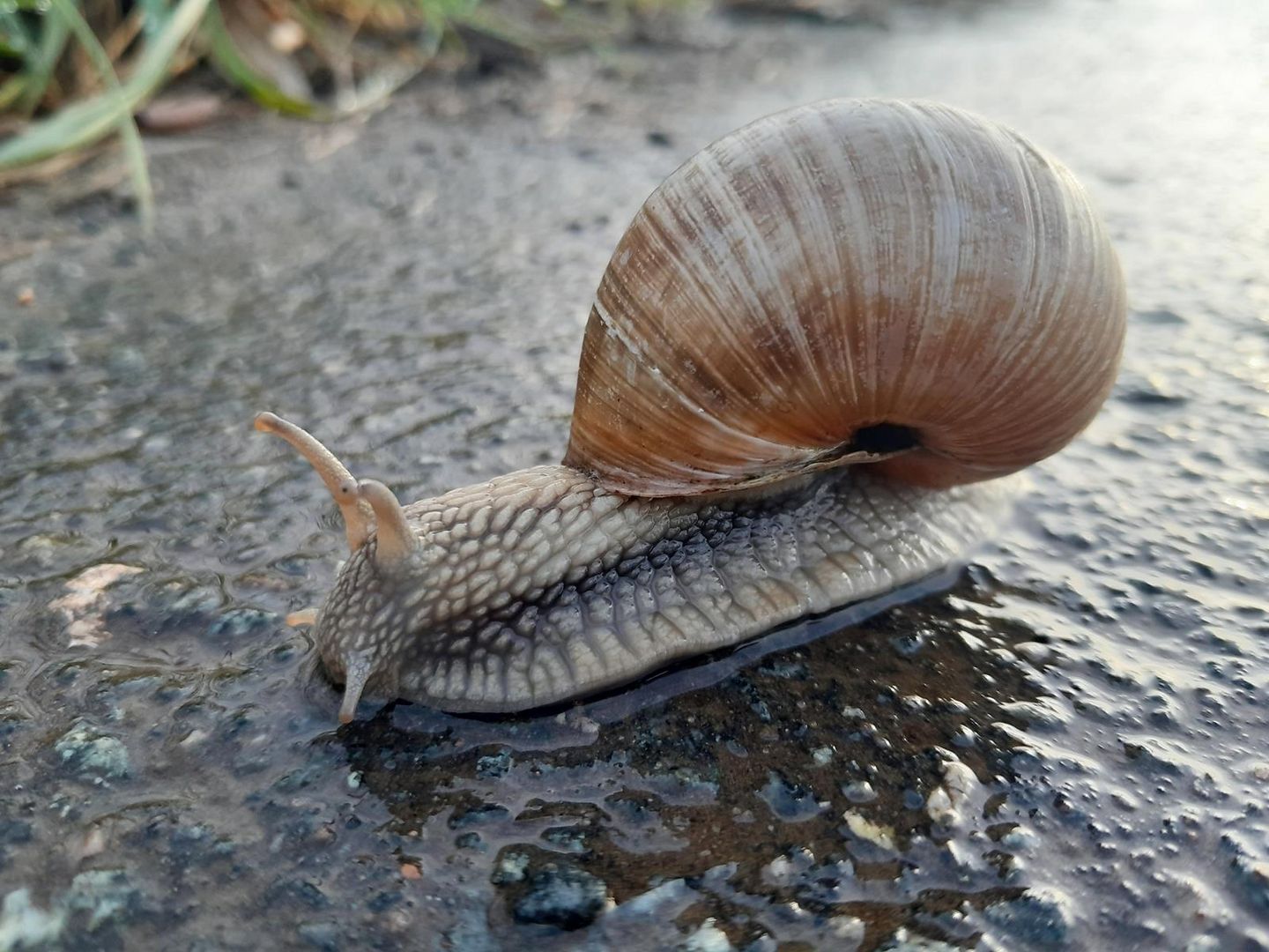 Renn Schnecke