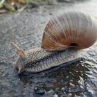 Renn Schnecke