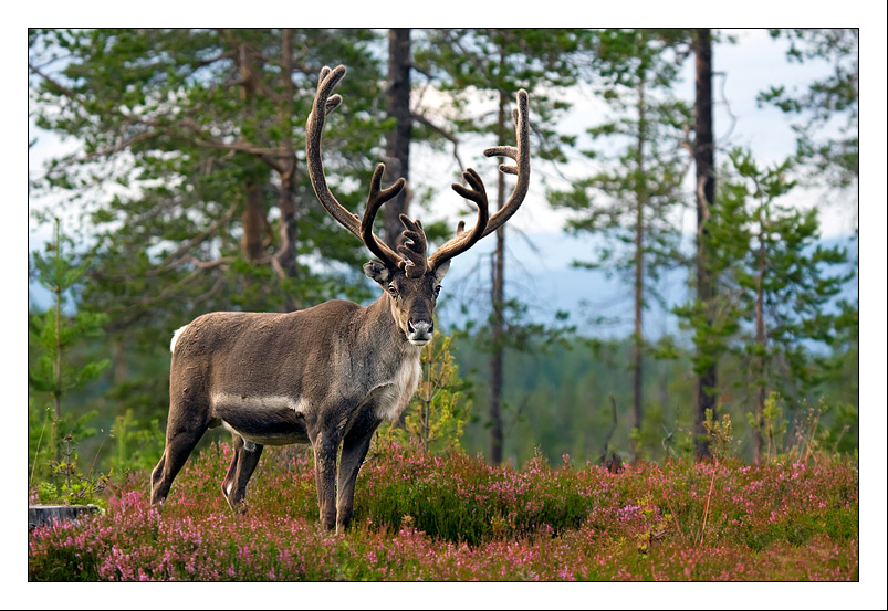 Renna nel Parco Nazionale del Fulufjället