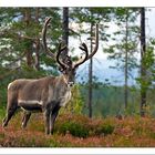 Renna nel Parco Nazionale del Fulufjället