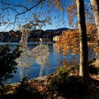 Renna sul lungolago di Lugano