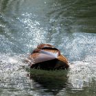 Rennboot am Waldschwaigsee