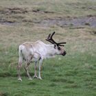 Renne d'Islande