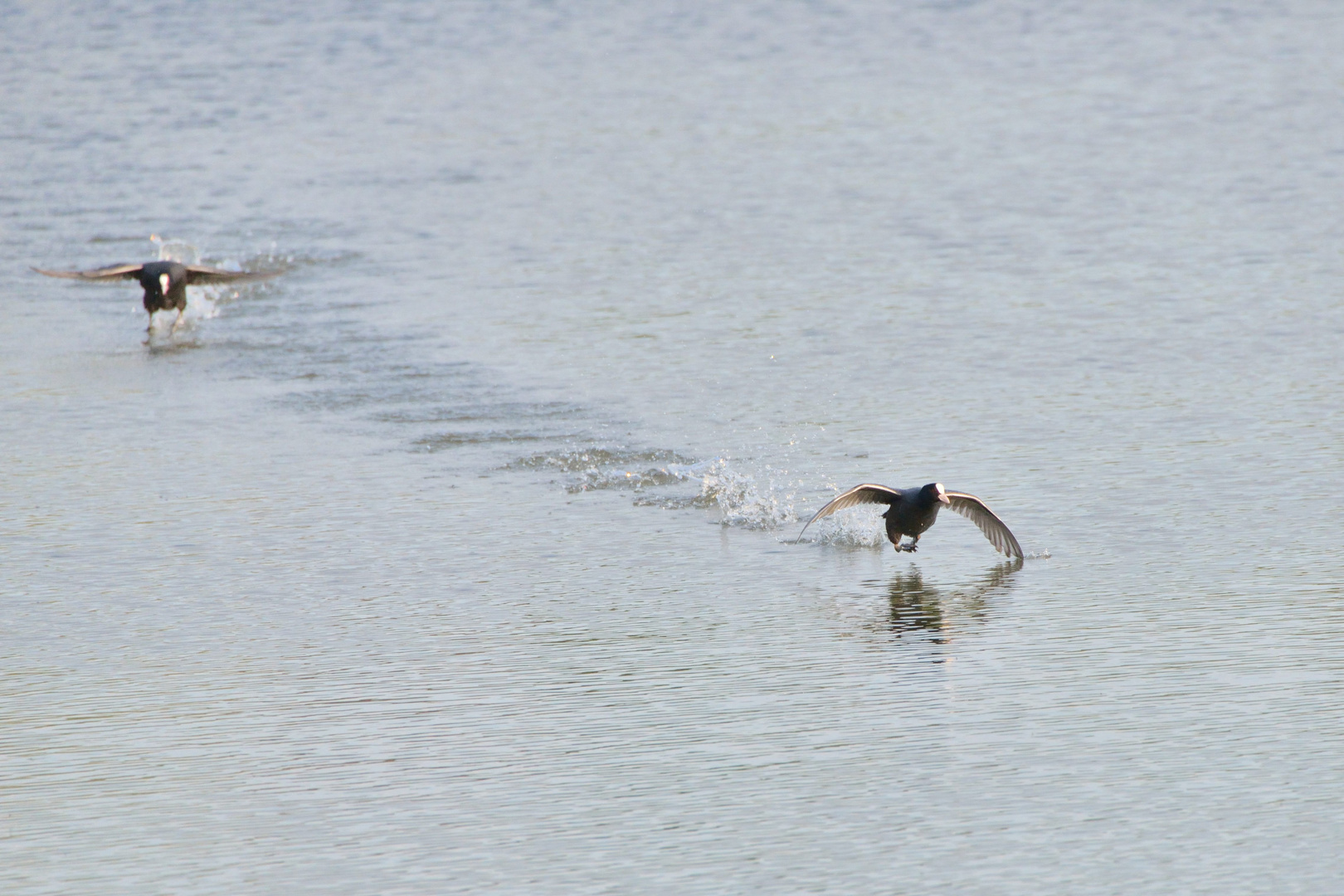 Rennen auf dem Wasser