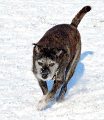 Rennen gegen die Kälte ( -12°C ) Aber Spaß macht es ihm.