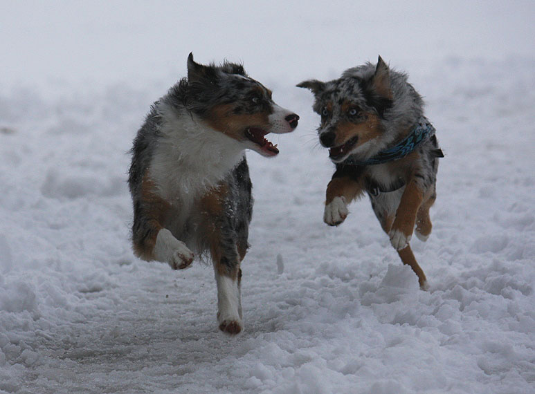 - Rennen im Schnee -